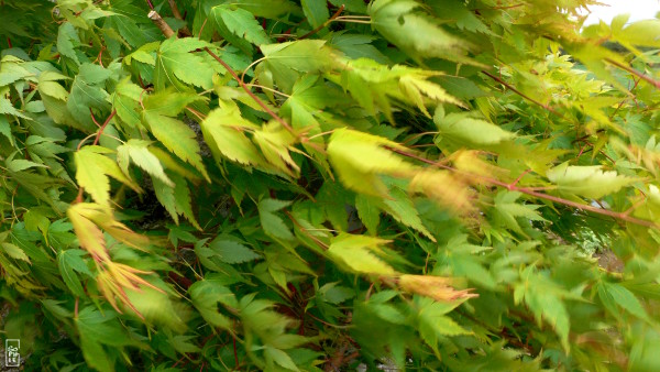 Leaves in the wind - Feuilles dans le vent