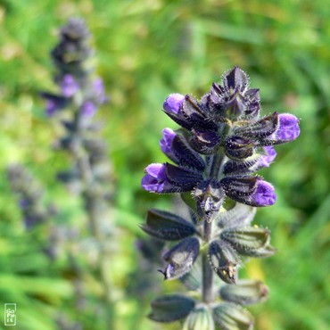 Blue flowers - Fleurs bleues