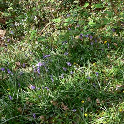 Carpet of blue and yellow flowers - Tapis de fleurs bleues et jaunes