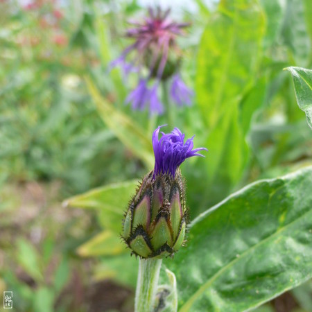 Thistle in a park - Chardon dans un parc