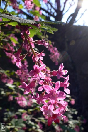 Pink flowers - Fleurs roses