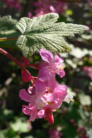 Pink flowers - Fleurs roses