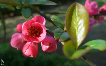 Pink flowers - Fleurs roses