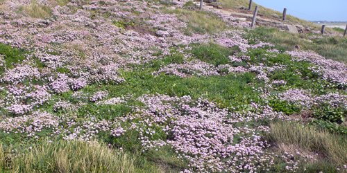 Pink flowers - Fleurs roses