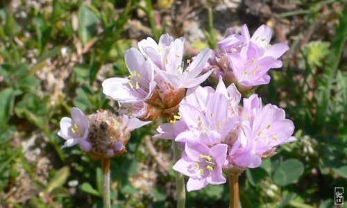 Pink flowers - Fleurs roses