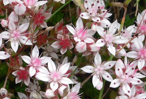 English stonecrop - Orpins d’Angleterre