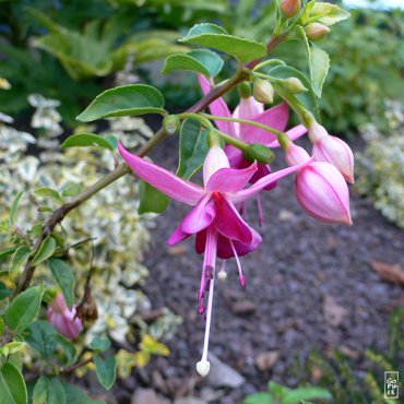 Fuschias