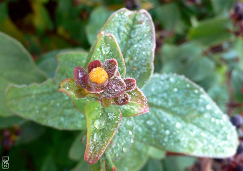 Frosty flower - Fleur gelée