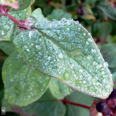 Frosty leave - Feuille gelée