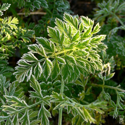 Frosty leaves - Feuilles gelées