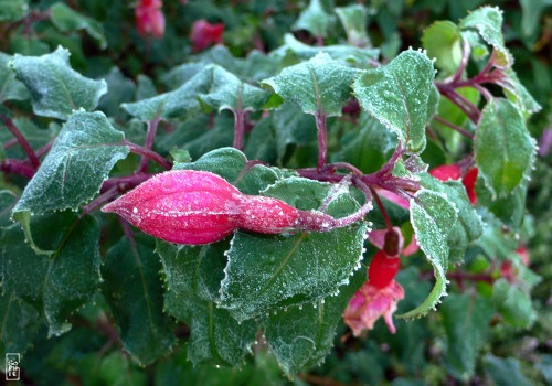 Frosty fuchsia flower - Fleur de fuchsia gelé