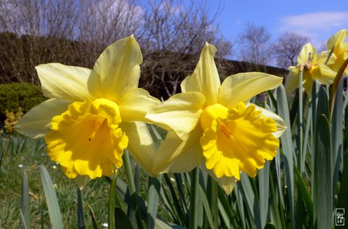 Daffodils - Jonquilles