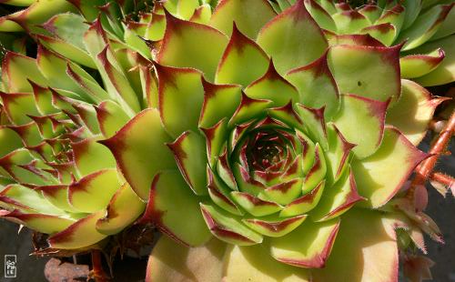 Houseleek in bloom - Joubarbe en fleur