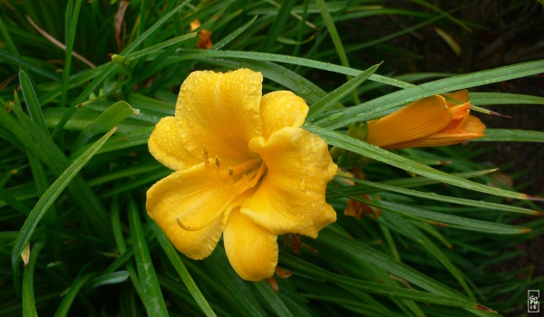 Raindrops on lily - Gouttes d’eau sur les lys