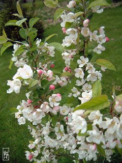 Malus everest