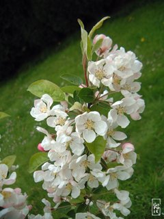 Malus everest