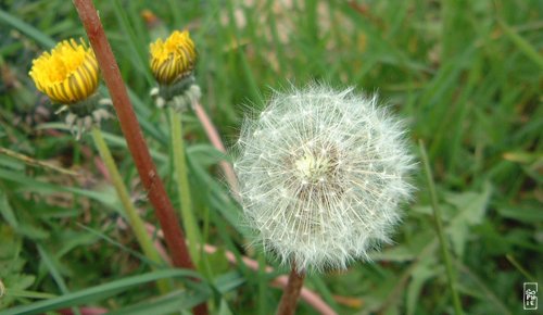 Dandelion - Pissenlit