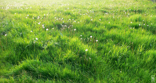 Backlit field & dandelions - Champ & pissenlits en contre-jour