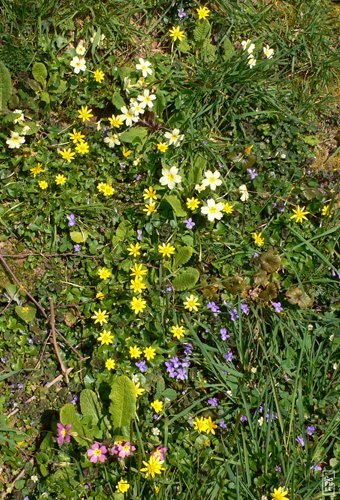 Spring hedge flowers - Fleurs de printemps sur la haie