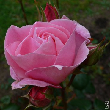 Pink rose - Rose rose