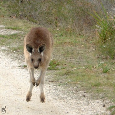 Bounding kangaroo - Kangourous bondissant