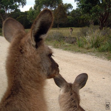 Bounding kangaroo - Kangourous bondissant