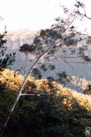 Gum tree - Eucalyptus