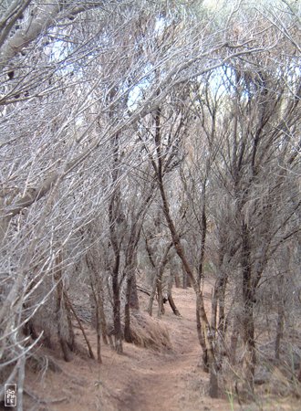 Sheoak